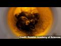 News video: Did Russian Space Mice Survive Month in Orbit?
