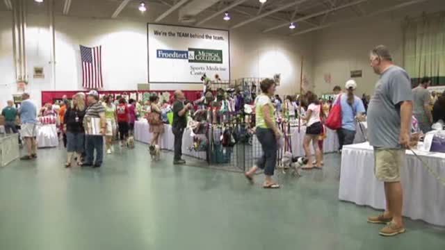 News video: Pug Life on Display at Wisconsin Festival
